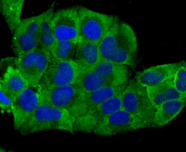 Cardiac Troponin T Antibody in Immunocytochemistry (ICC/IF)