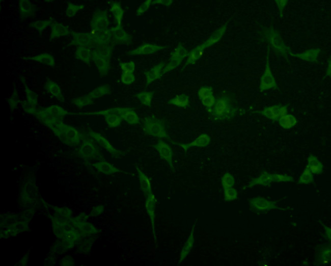 IFNAR1 Antibody in Immunocytochemistry (ICC/IF)