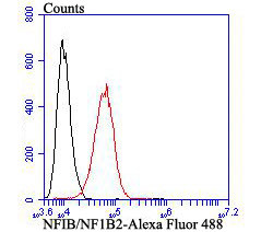 NFIB Antibody in Flow Cytometry (Flow)