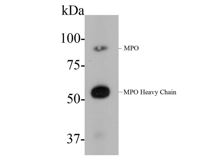 Myeloperoxidase Antibody in Western Blot (WB)