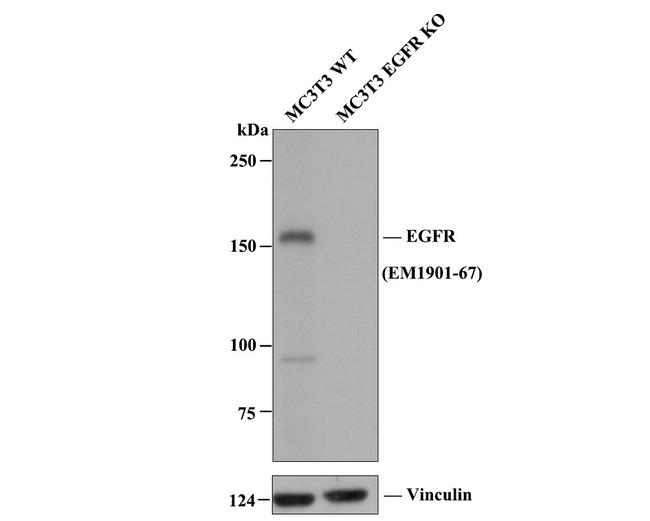 EGFR Antibody in Western Blot (WB)