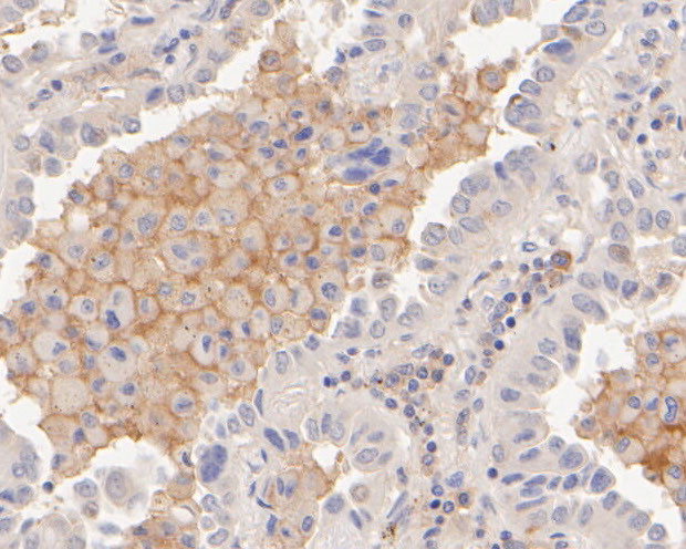 CD172a (SIRP alpha) Antibody in Immunohistochemistry (Paraffin) (IHC (P))