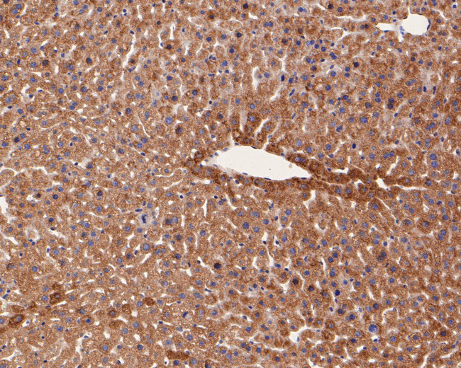 Glutamine Synthetase Antibody in Immunohistochemistry (Paraffin) (IHC (P))