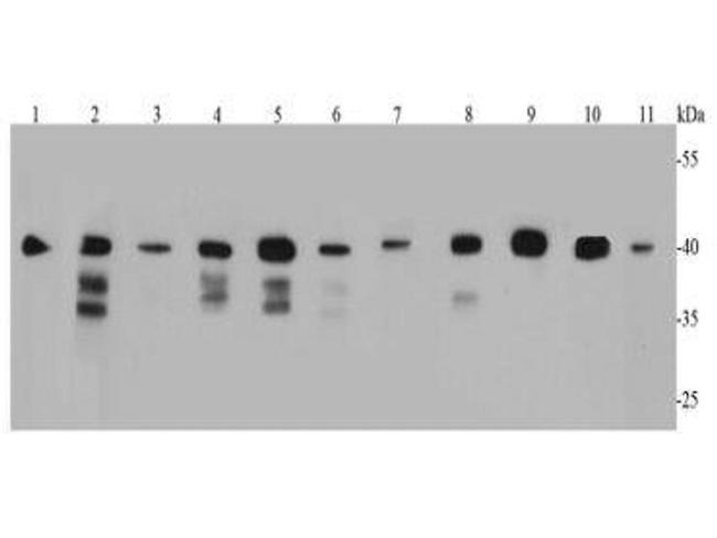 BMI-1 Antibody in Western Blot (WB)