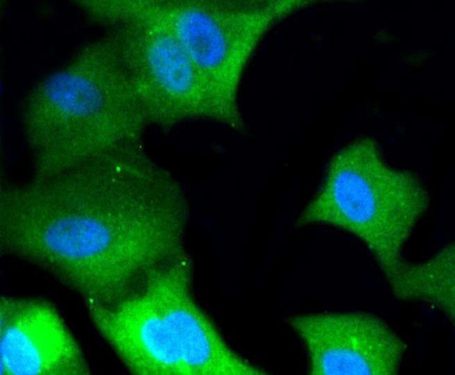 ERK1/ERK2 Antibody in Immunocytochemistry (ICC/IF)