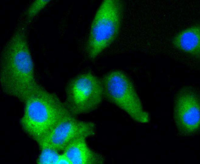 ERK1/ERK2 Antibody in Immunocytochemistry (ICC/IF)