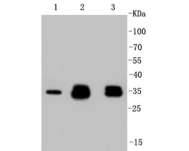 Cyclin D1 Antibody in Western Blot (WB)