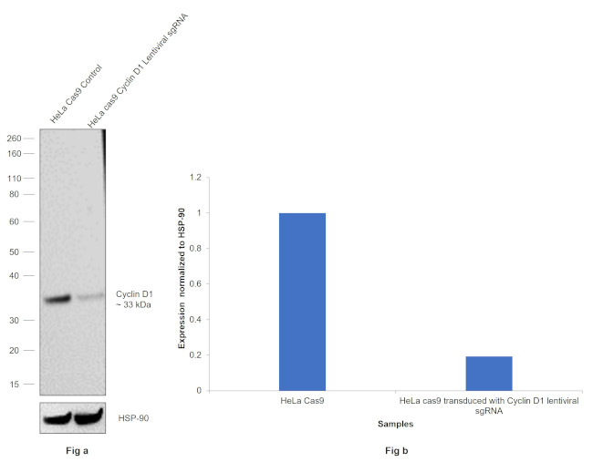 Cyclin D1 Antibody in Western Blot (WB)