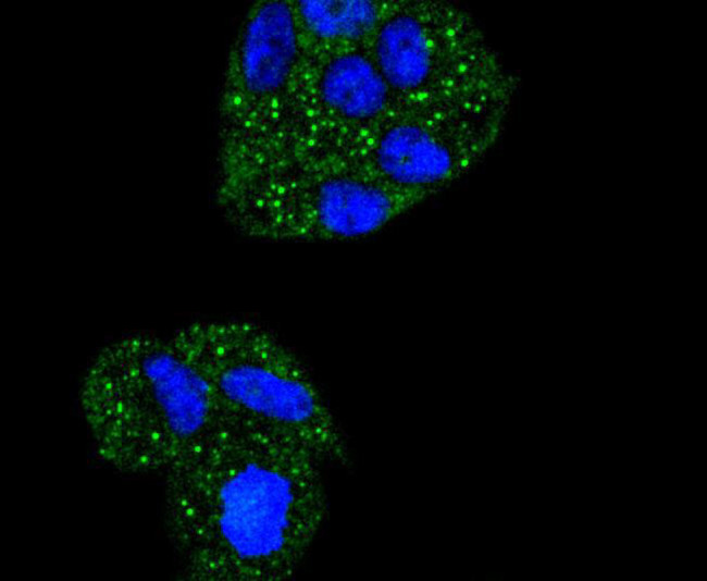 IkB alpha Antibody in Immunocytochemistry (ICC/IF)