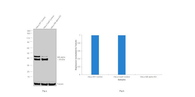 IkB alpha Antibody in Western Blot (WB)