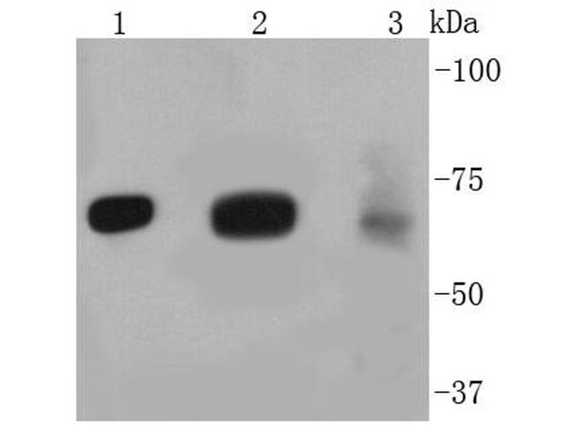 FOXO3A Antibody in Western Blot (WB)