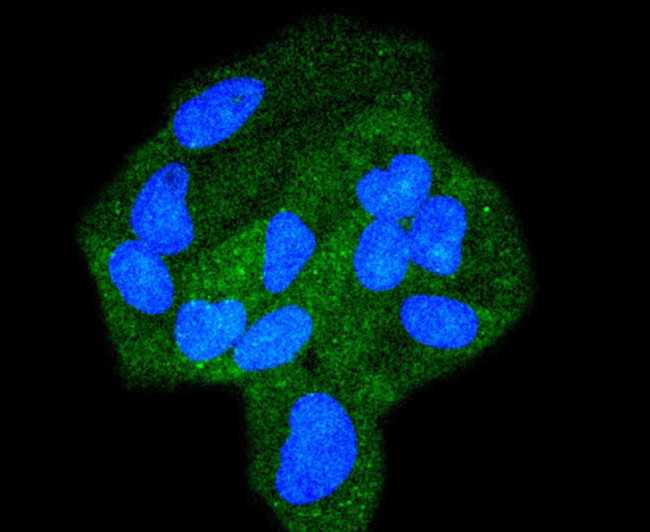 STAT6 Antibody in Immunocytochemistry (ICC/IF)