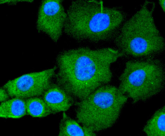 JAK2 Antibody in Immunocytochemistry (ICC/IF)