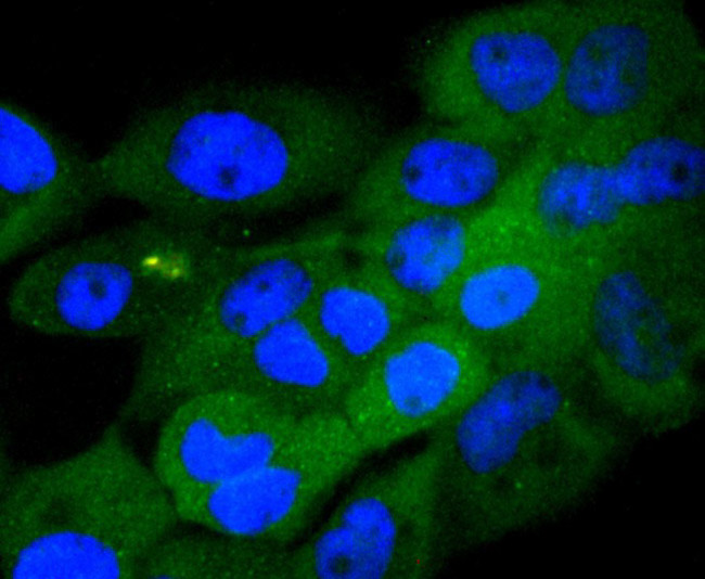 Phospho-GSK3 alpha/beta (Tyr216, Tyr279) Antibody in Immunocytochemistry (ICC/IF)