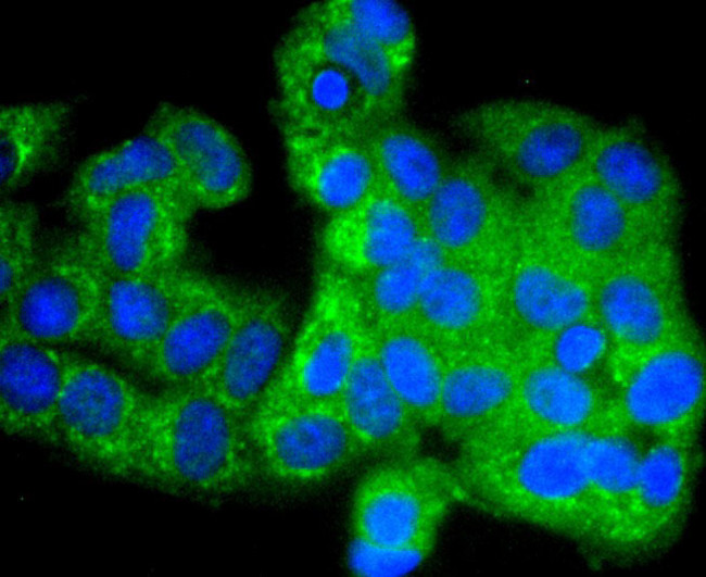 Phospho-GSK3 alpha/beta (Tyr216, Tyr279) Antibody in Immunocytochemistry (ICC/IF)