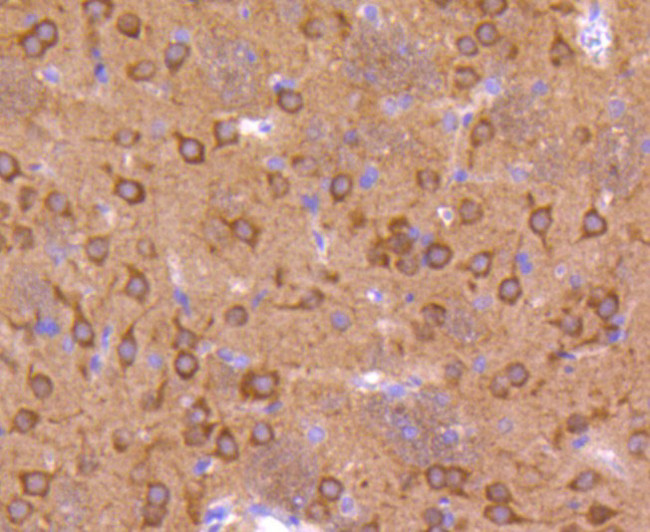 Phospho-GSK3 alpha/beta (Tyr216, Tyr279) Antibody in Immunohistochemistry (Paraffin) (IHC (P))