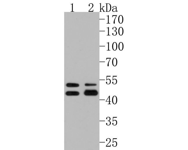 Phospho-GSK3 alpha/beta (Tyr216, Tyr279) Antibody in Western Blot (WB)