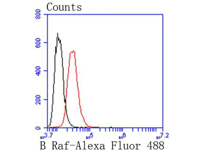 B-Raf Antibody in Flow Cytometry (Flow)