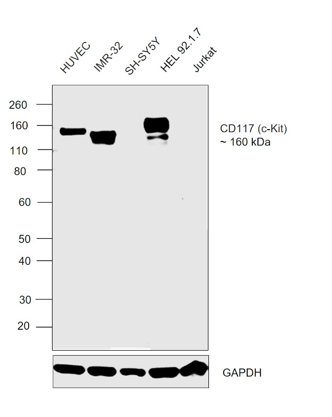 CD117 (c-Kit) Antibody