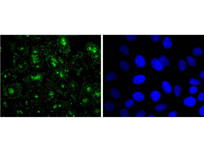 H3R2me1 Antibody in Immunocytochemistry (ICC/IF)