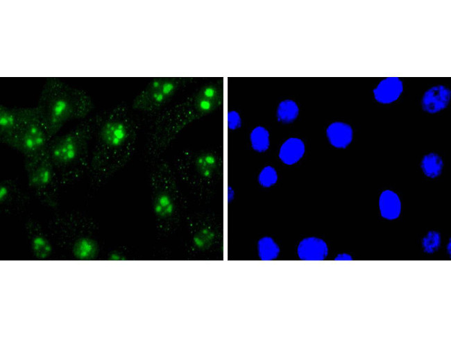 H3R2me1 Antibody in Immunocytochemistry (ICC/IF)