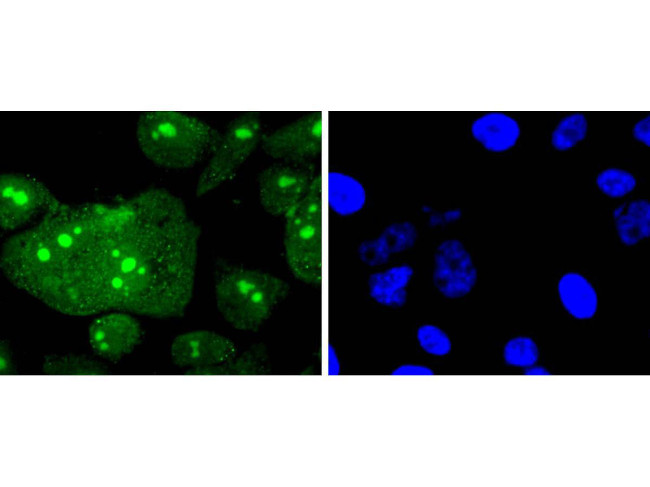 H3R2me1 Antibody in Immunocytochemistry (ICC/IF)