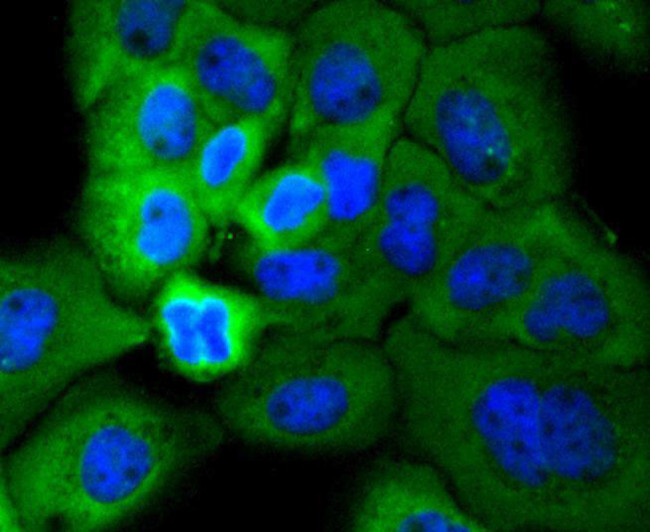 Phospho-RSK1 (Ser380) Antibody in Immunocytochemistry (ICC/IF)