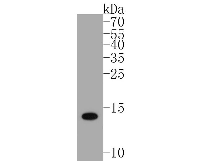 S100B Antibody in Western Blot (WB)