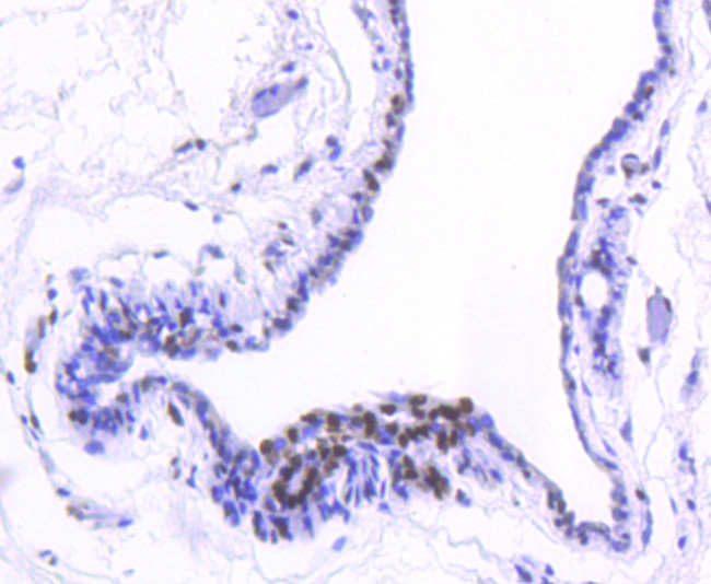 H2BK20ac Antibody in Immunohistochemistry (Paraffin) (IHC (P))