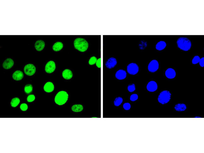 H3K9me2 Antibody in Immunocytochemistry (ICC/IF)