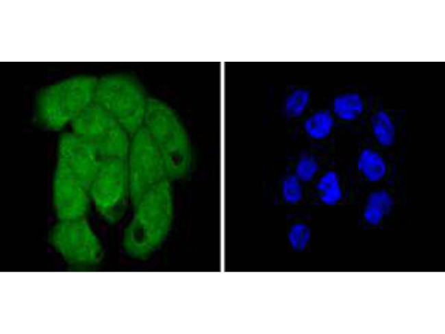 Histone H2B Antibody in Immunocytochemistry (ICC/IF)