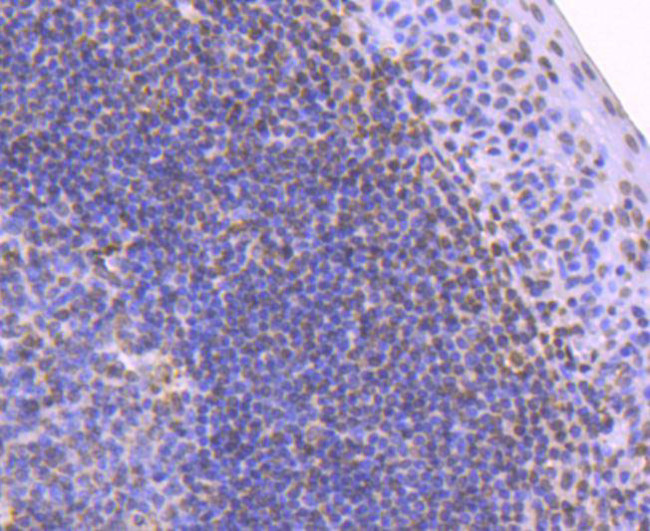 Histone H2B Antibody in Immunohistochemistry (Paraffin) (IHC (P))