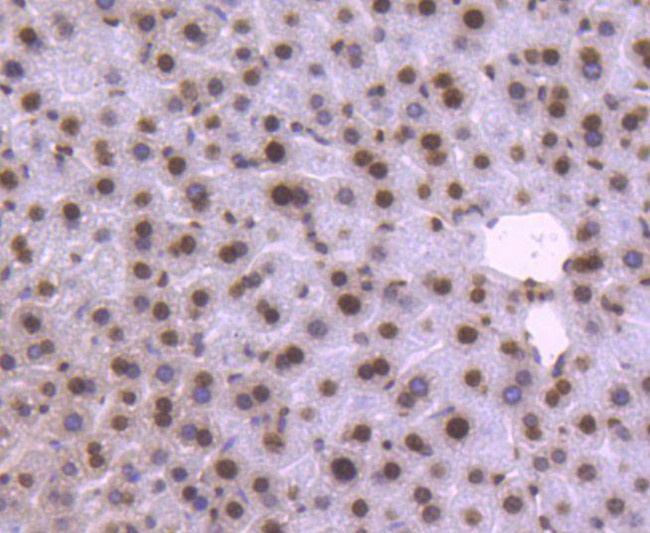 Histone H2B Antibody in Immunohistochemistry (Paraffin) (IHC (P))