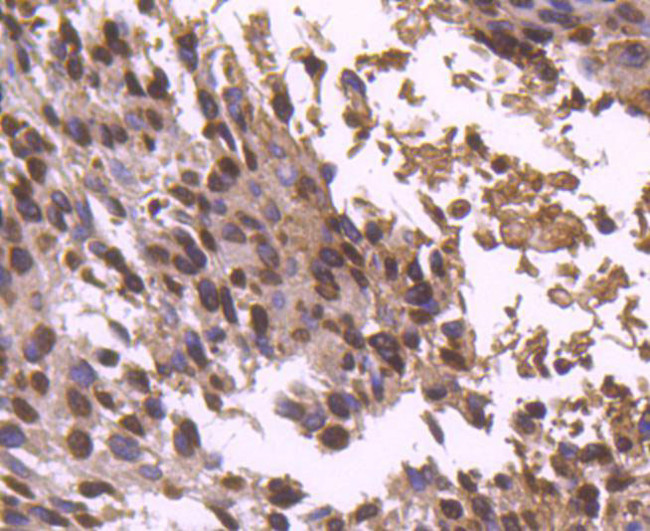 Histone H2B Antibody in Immunohistochemistry (Paraffin) (IHC (P))