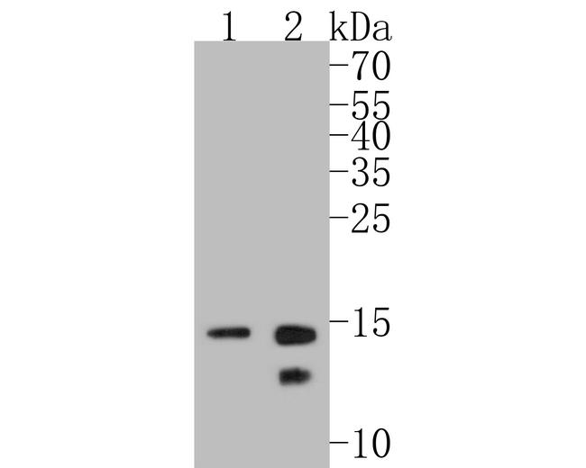 Histone H2B Antibody in Western Blot (WB)