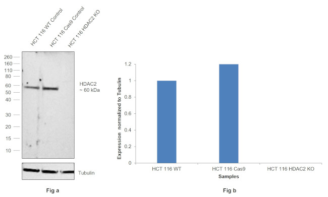 HDAC2 Antibody