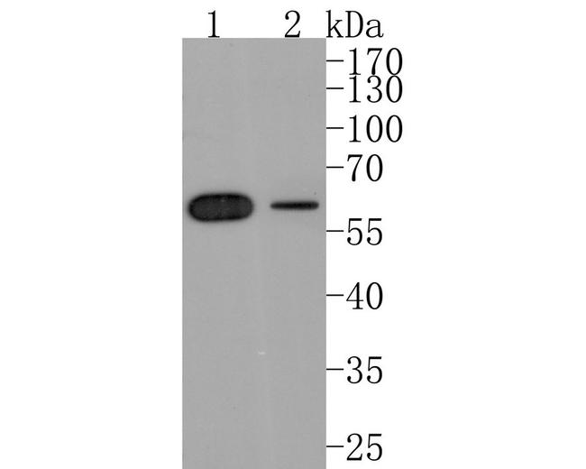 HDAC2 Antibody in Western Blot (WB)