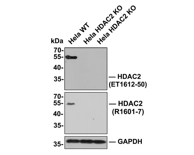 HDAC2 Antibody in Western Blot (WB)