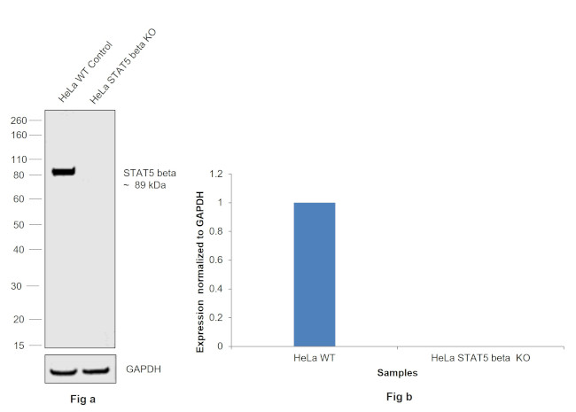 STAT5 beta Antibody