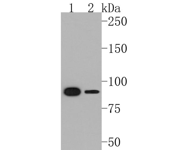 STAT5 beta Antibody in Western Blot (WB)