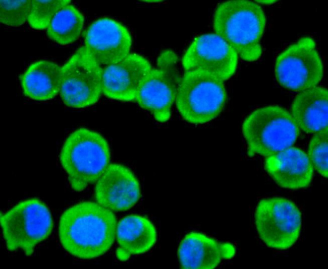 Argonaute 3 Antibody in Immunocytochemistry (ICC/IF)