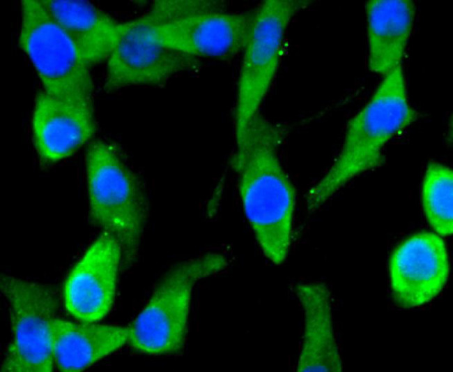 Argonaute 3 Antibody in Immunocytochemistry (ICC/IF)