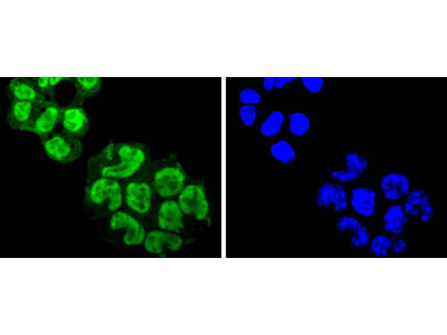 Argonaute 3 Antibody in Immunocytochemistry (ICC/IF)