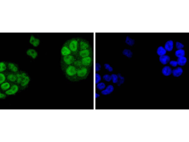 Argonaute 3 Antibody in Immunocytochemistry (ICC/IF)