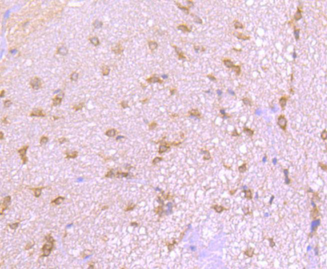 Argonaute 3 Antibody in Immunohistochemistry (Paraffin) (IHC (P))