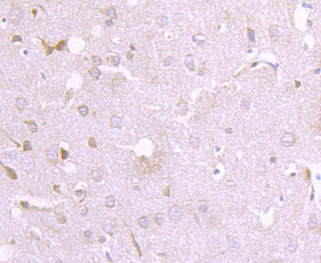 Argonaute 3 Antibody in Immunohistochemistry (Paraffin) (IHC (P))