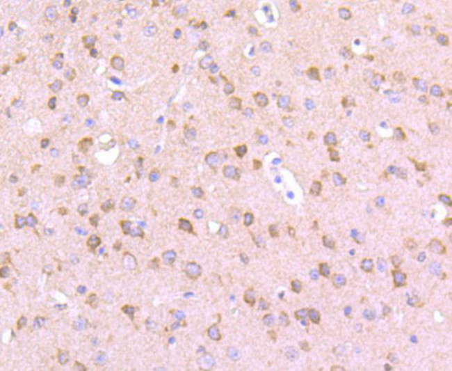 Argonaute 3 Antibody in Immunohistochemistry (Paraffin) (IHC (P))