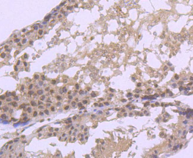 Argonaute 3 Antibody in Immunohistochemistry (Paraffin) (IHC (P))