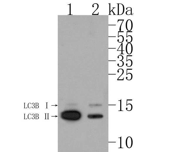 LC3B Antibody in Western Blot (WB)