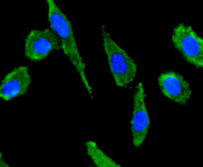 CXCL12 Antibody in Immunocytochemistry (ICC/IF)